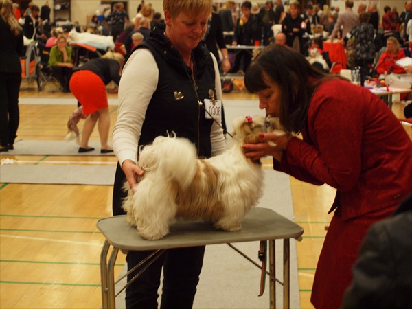 Shih Tzu Danmark